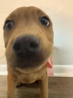 Lima, a  Rottweiler and American Bully for sale in Fayetteville, NC – Photo 2 of 4