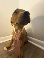 Lima, a  Rottweiler and American Bully for sale in Fayetteville, NC – Photo 3 of 4