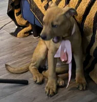 Kara, a  Rottweiler and American Bully for sale in Fayetteville, NC – Photo 2 of 7