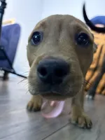 Kara, a  Rottweiler and American Bully for sale in Fayetteville, NC – Photo 7 of 7