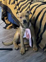 Kara, a  Rottweiler and American Bully for sale in Fayetteville, NC – Photo 4 of 7