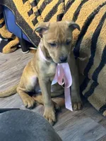 Kara, a  Rottweiler and American Bully for sale in Fayetteville, NC – Photo 6 of 7