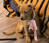 Kara, a  Rottweiler and American Bully for sale in Fayetteville, NC – Photo 1 of 7