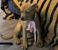 Kara, a  Rottweiler and American Bully for sale in Fayetteville, NC – Photo 3 of 7