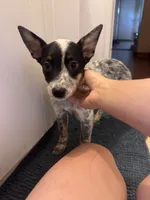 Dr K's Tootsie, a female Australian Cattle Dog for sale in Greensboro, NC – 4 of 4