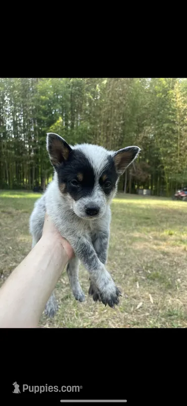 Dr K's Tootsie – Australian Cattle Dog puppy for sale in Greensboro, NC