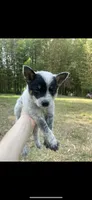 Dr K's Tootsie, a female Australian Cattle Dog for sale in Greensboro, NC – 1 of 4