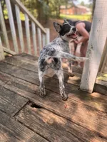 Dr K's Tootsie, a female Australian Cattle Dog for sale in Greensboro, NC – 3 of 4