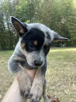 Dr K's Harley, a female Australian Cattle Dog for sale in Greensboro, NC – 3 of 4