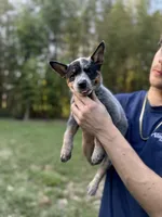 Dr K's Harley, a female Australian Cattle Dog for sale in Greensboro, NC – 2 of 4