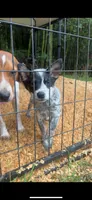 Dr K's Tootsie, a female Australian Cattle Dog for sale in Greensboro, NC – 2 of 4