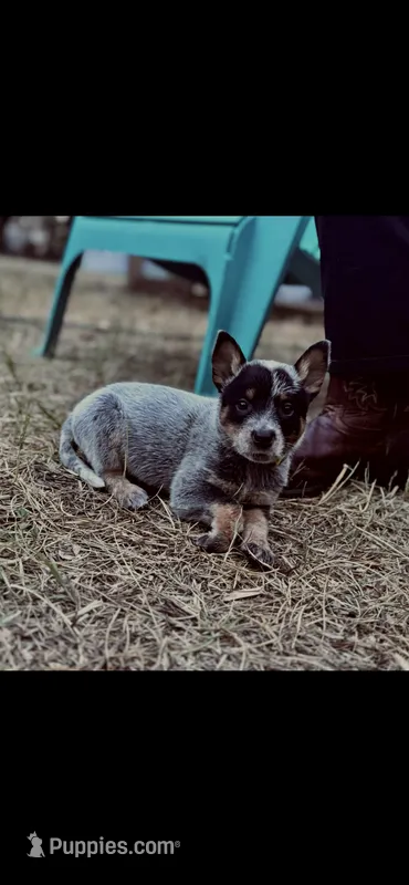 Dr K's Harley – Australian Cattle Dog puppy for sale in Greensboro, NC