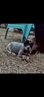 Dr K's Harley, a female Australian Cattle Dog for sale in Greensboro, NC – 1 of 4