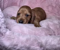 Moochie, a female Miniature Dachshund for sale in Bristol, TN – 2 of 5
