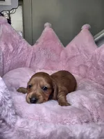 Moochie, a female Miniature Dachshund for sale in Bristol, TN – 5 of 5