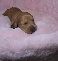 Mookie , a male Miniature Dachshund for sale in Bristol, TN – 3 of 4