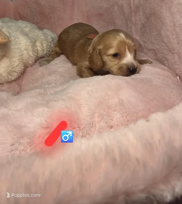 Red collar  – Miniature Dachshund puppy for sale in Bristol, TN