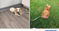 Red collar , a male Miniature Dachshund for sale in Bristol, TN – 3 of 3