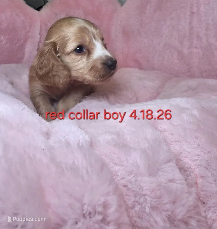 Red collar  – Miniature Dachshund puppy for sale in Bristol, TN