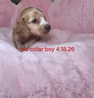 Red collar , a male Miniature Dachshund for sale in Bristol, TN – 1 of 3
