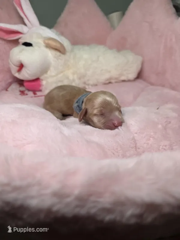 Dark Blue collar  – Miniature Dachshund puppy for sale in Bristol, TN