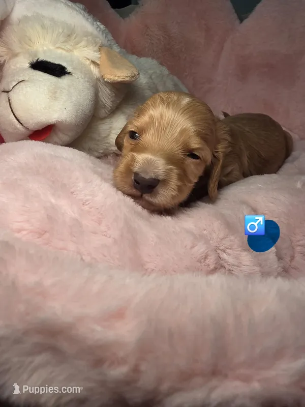 Dark Blue collar  – Miniature Dachshund puppy for sale in Bristol, TN