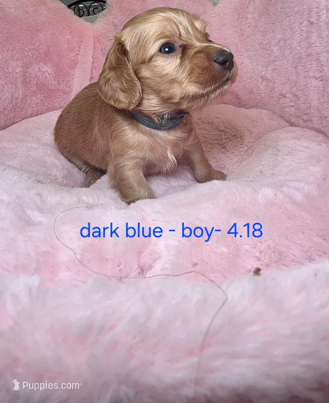 Dark Blue collar  – Miniature Dachshund puppy for sale in Bristol, TN