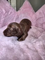Moose, a male Miniature Dachshund for sale in Bristol, TN – 4 of 6