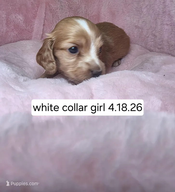 White collar  – Miniature Dachshund puppy on hold in Bristol, TN