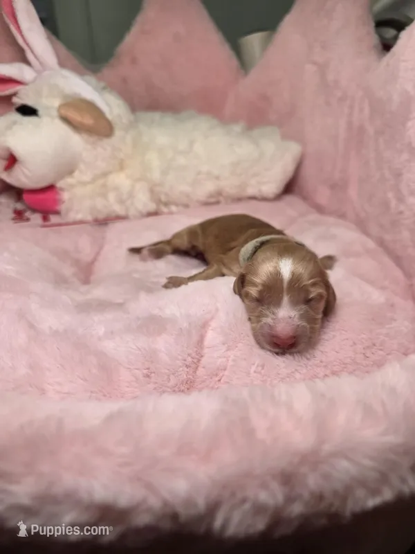 White collar  – Miniature Dachshund puppy for sale in Bristol, TN