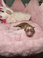White collar , a female Miniature Dachshund for sale in Bristol, TN – 2 of 2