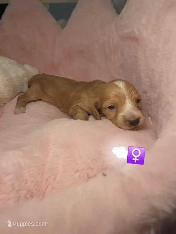 White collar  – Miniature Dachshund puppy for sale in Bristol, TN