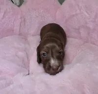 Moose, a male Miniature Dachshund for sale in Bristol, TN – 2 of 6