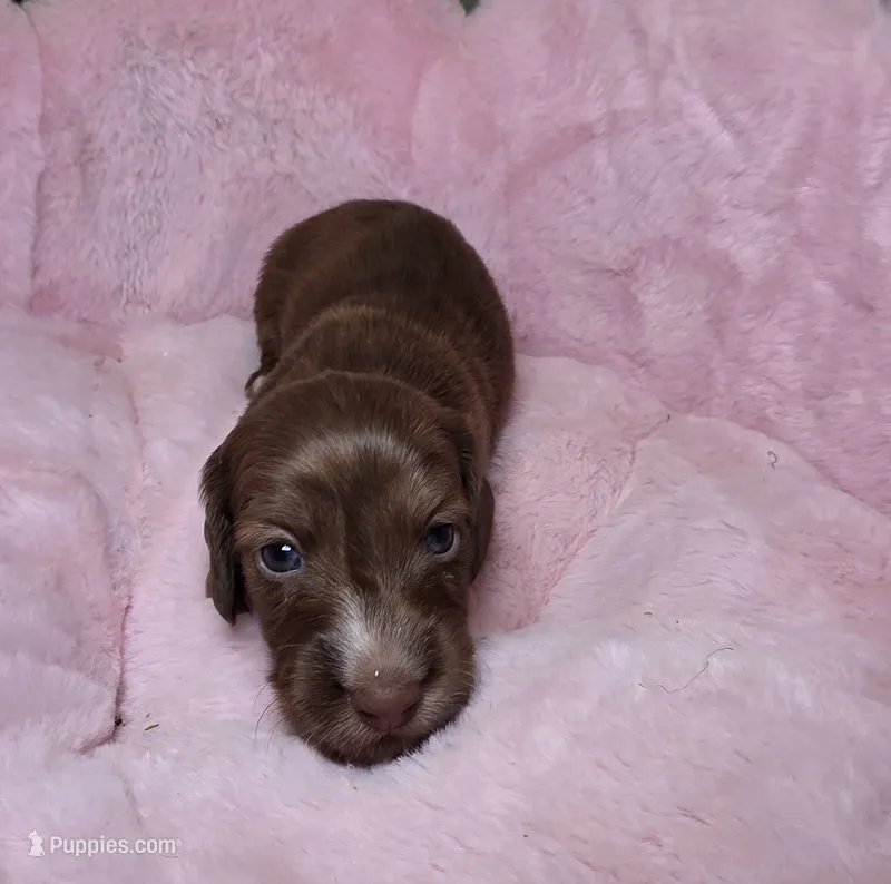 Moose – Miniature Dachshund puppy for sale in Bristol, TN