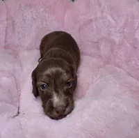 Moose, a male Miniature Dachshund for sale in Bristol, TN – 1 of 6