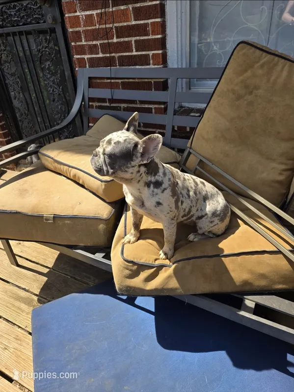 Diva – French Bulldog puppy for sale in Bristol, TN
