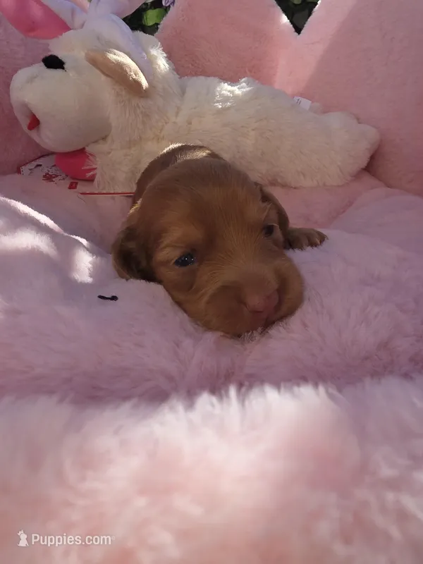 Cookie AKC  – Miniature Dachshund puppy for sale in Bristol, TN