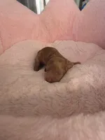 Cookie AKC , a female Miniature Dachshund for sale in Bristol, TN – Photo 2 of 3