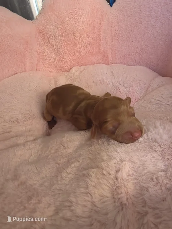 Cookie AKC  – Miniature Dachshund puppy for sale in Bristol, TN