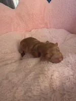 Cookie AKC , a female Miniature Dachshund for sale in Bristol, TN – Photo 1 of 3