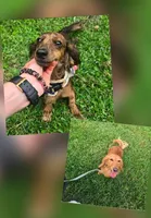 Blossom , a female Miniature Dachshund for sale in Bristol, TN – Photo 5 of 5