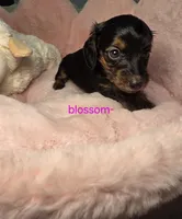 Blossom , a female Miniature Dachshund for sale in Bristol, TN – Photo 2 of 6