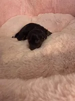 Blossom , a female Miniature Dachshund for sale in Bristol, TN – Photo 3 of 5