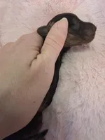 Blossom , a female Miniature Dachshund for sale in Bristol, TN – Photo 2 of 5