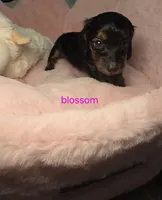 Blossom , a female Miniature Dachshund for sale in Bristol, TN – Photo 6 of 6