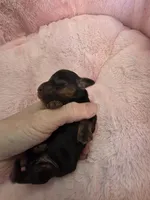 Blossom , a female Miniature Dachshund for sale in Bristol, TN – Photo 4 of 5