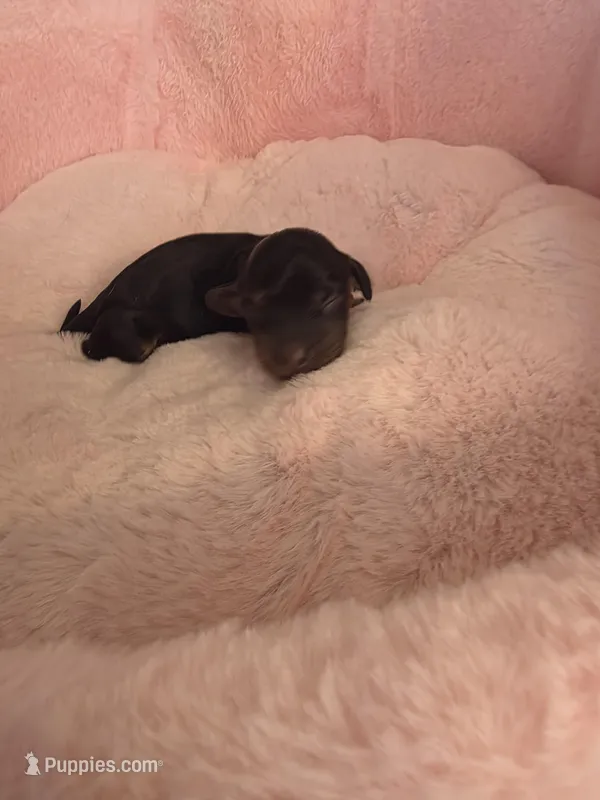 Blossom  – Miniature Dachshund puppy for sale in Bristol, TN