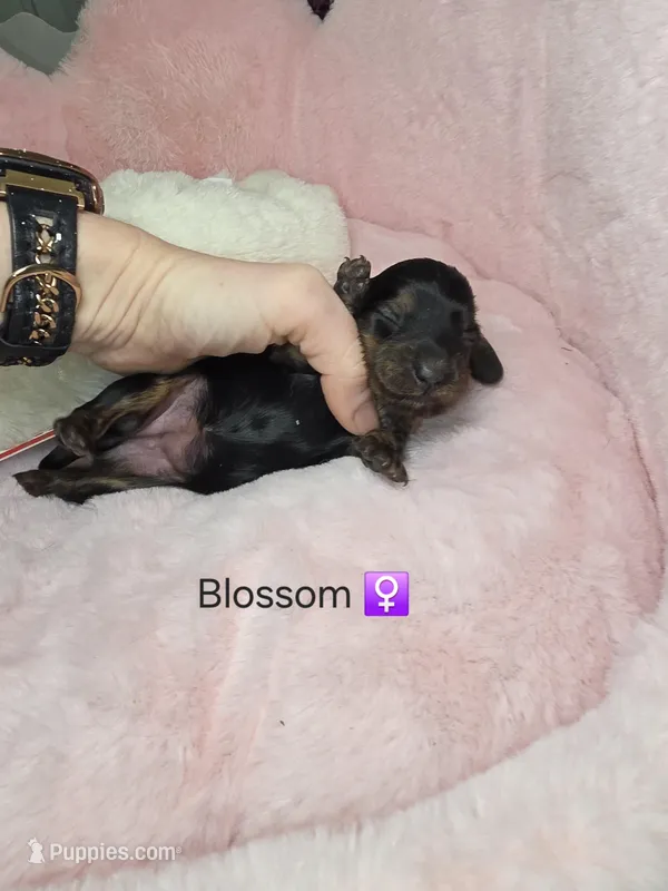 Blossom  – Miniature Dachshund puppy for sale in Bristol, TN