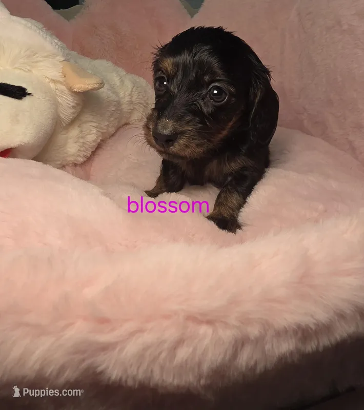 Blossom  – Miniature Dachshund puppy for sale in Bristol, TN