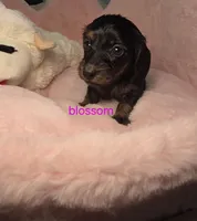 Blossom , a female Miniature Dachshund for sale in Bristol, TN – Photo 1 of 6
